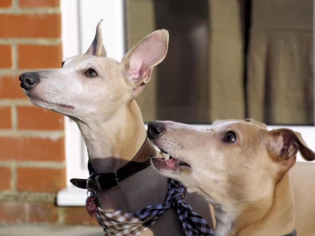 dogs, whippets, canine, pet, waiting, looking, intelligence, brown pets