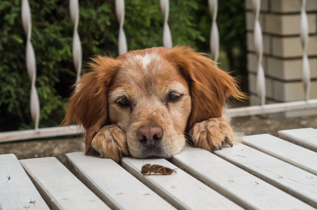 cricket, mole cricket, animal, european, herbivores, insects, mole, arthropoda, insect, brittany spaniel, brittany, dog, spaniel, canine, pet, breed, domestic, hunter, intelligence, paws, nature, pedigree, pedigreed, adorable