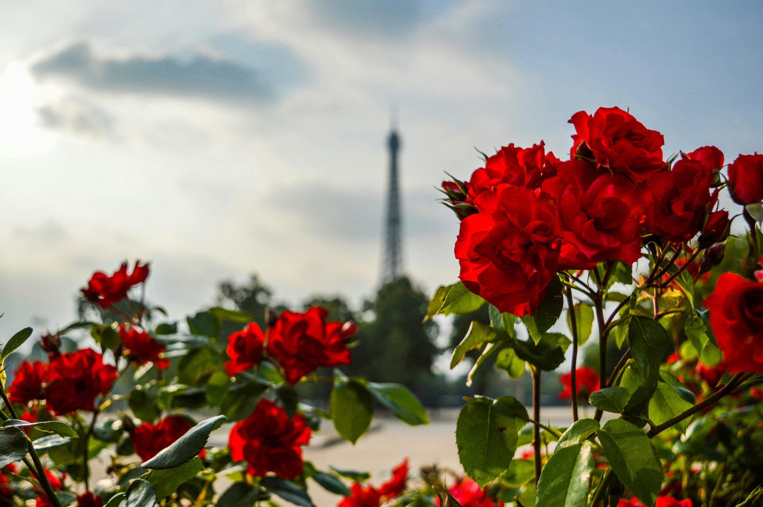 Vibrant red roses bloom with the Eiffel Tower in the background, capturing Parisian romance.