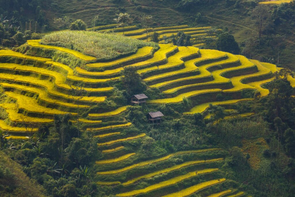 A stunning aerial view of lush green and yellow rice terraces cascading down a hillside in a rural setting.