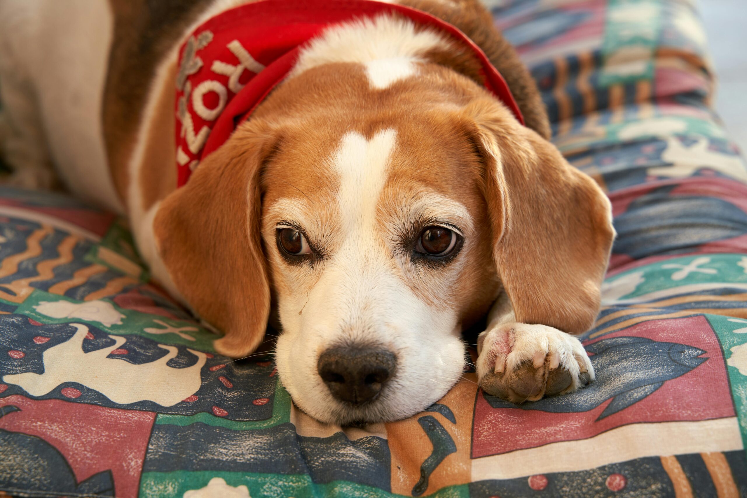 A thoughtful beagle rests with a red scarf, showcasing calmness and comfort.