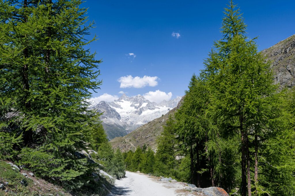 Breathtaking view of Swiss Alps with lush greenery and clear blue sky, ideal for nature lovers.