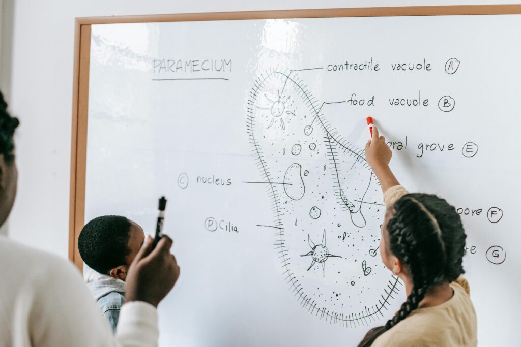 Two students engaged in a biology lesson focusing on the structure of a paramecium displayed on a whiteboard.