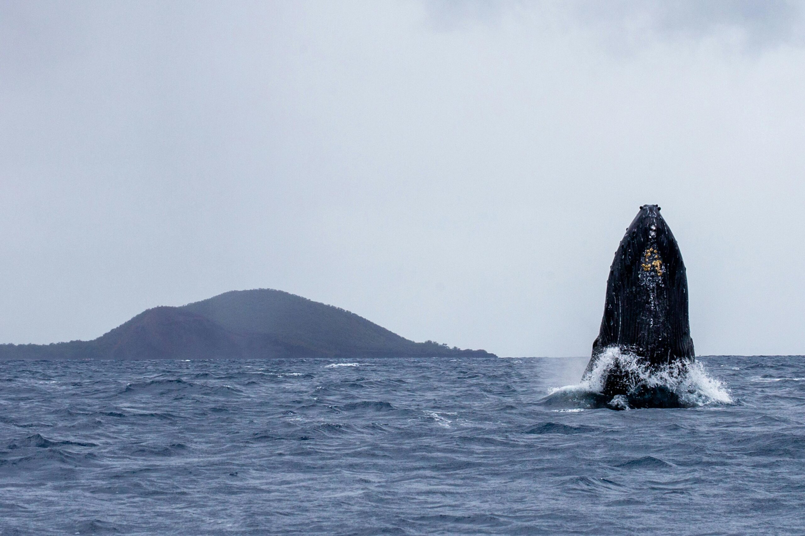 A stunning humpback whale breaches the ocean surface near Maui, Hawaii, showcasing its power.