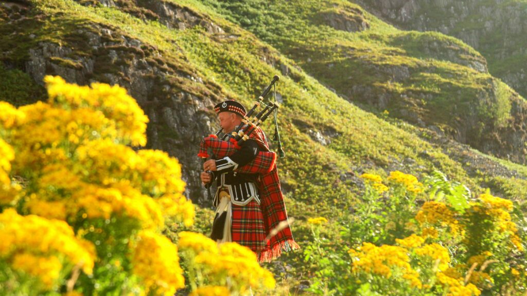 A traditional Scottish bagpiper dressed in a kilt plays amidst vibrant yellow flowers in the Highlands.