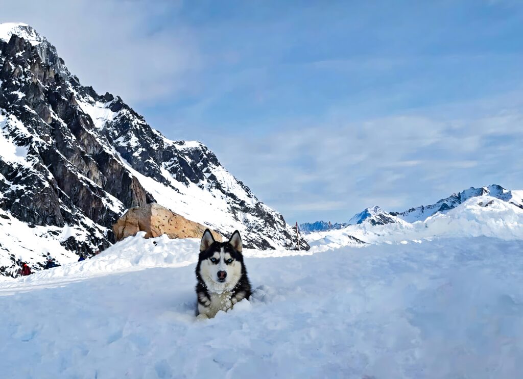 Husky dog resting in snowy mountains with clear blue sky background.