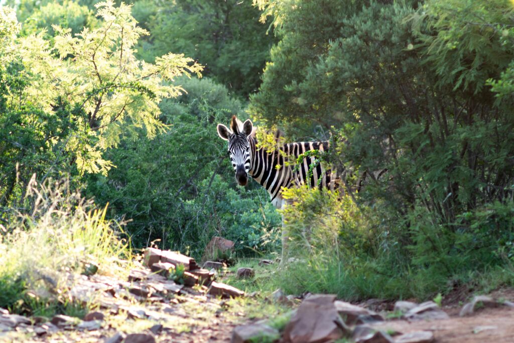 A zebra peeks through dense green foliage in Pretoria, showcasing African wildlife.