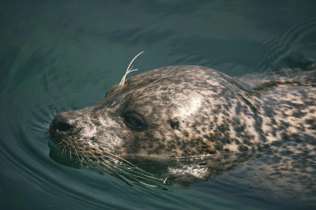 A detailed view of a spotted seal moving gracefully in clear water.