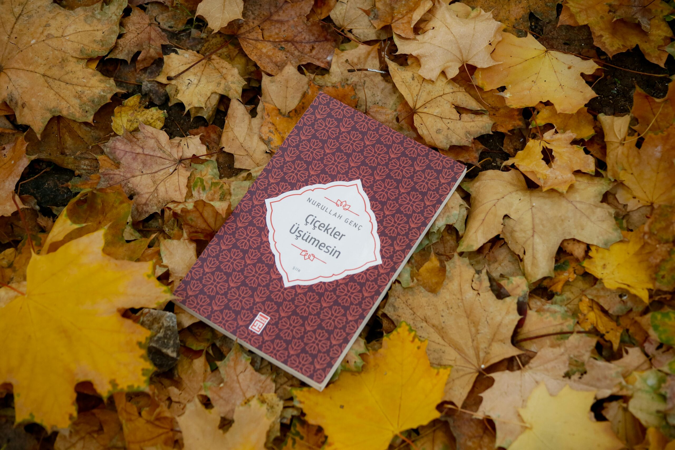 A book lies on colorful autumn leaves, showcasing tranquility and fall beauty.