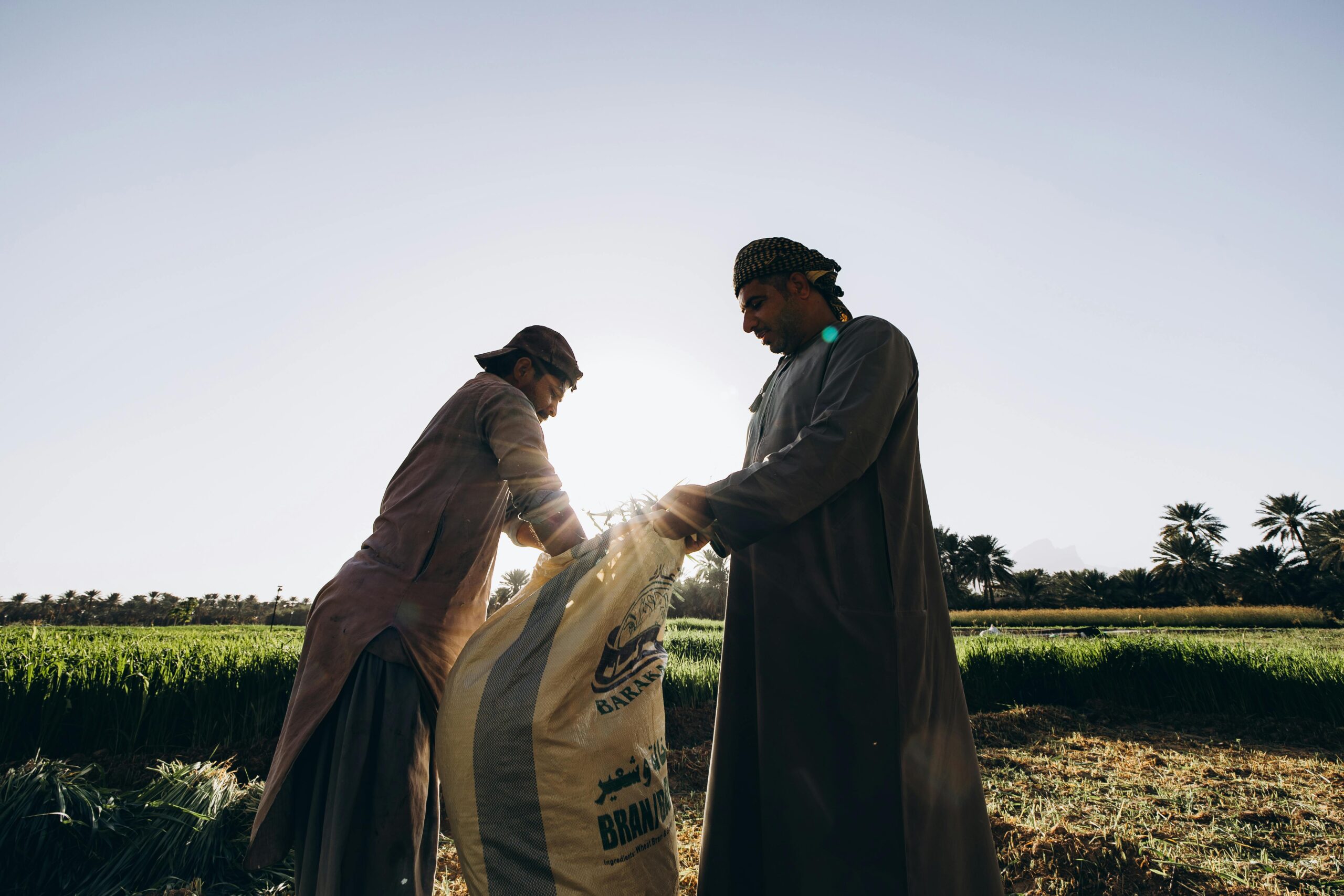Two farmers in Oman working together in a field, with sunlight in the background.