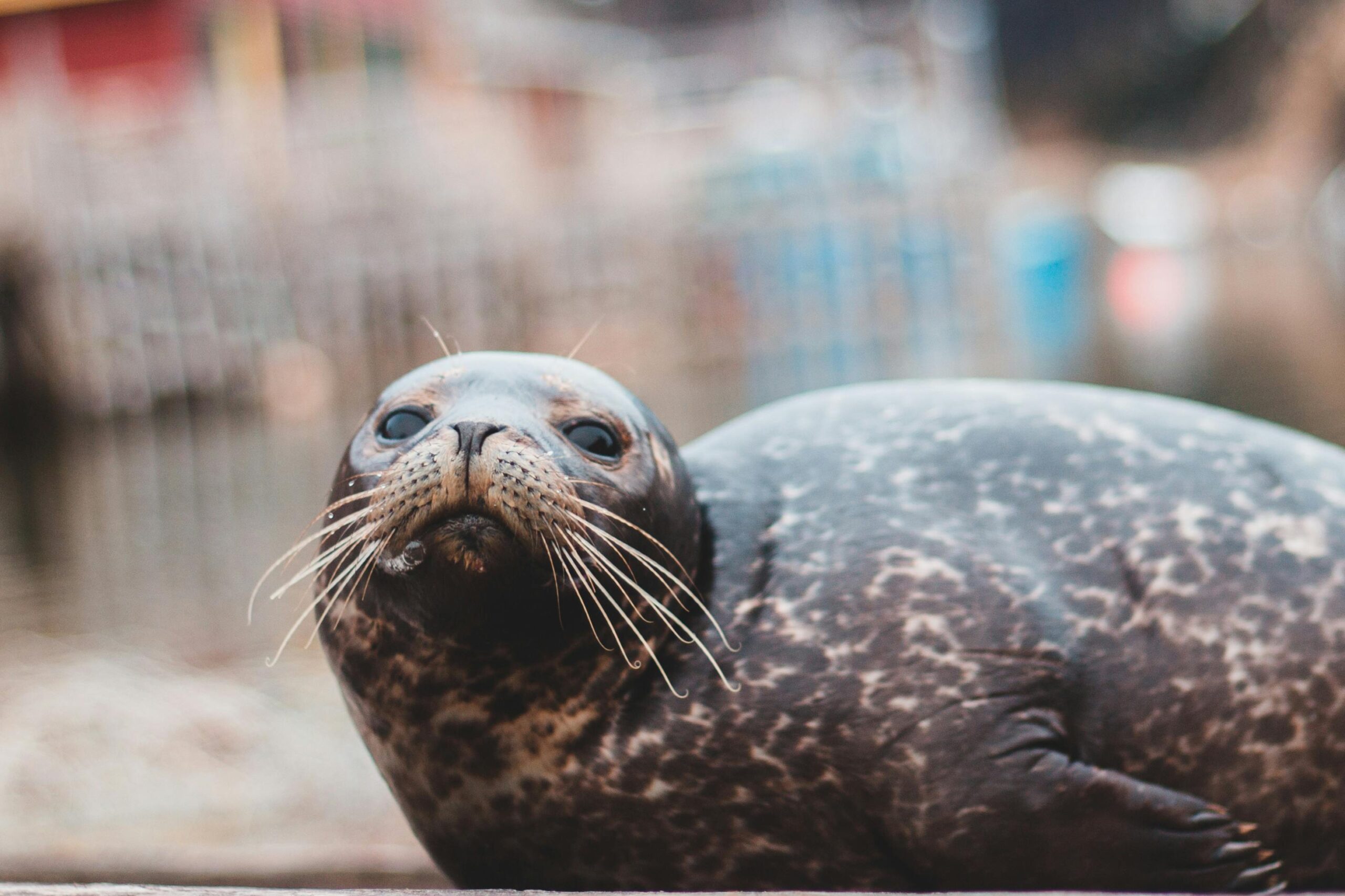 Adorable harbor seal relaxing by the water. Perfect wildlife photography shot showcasing aquatic mammals.