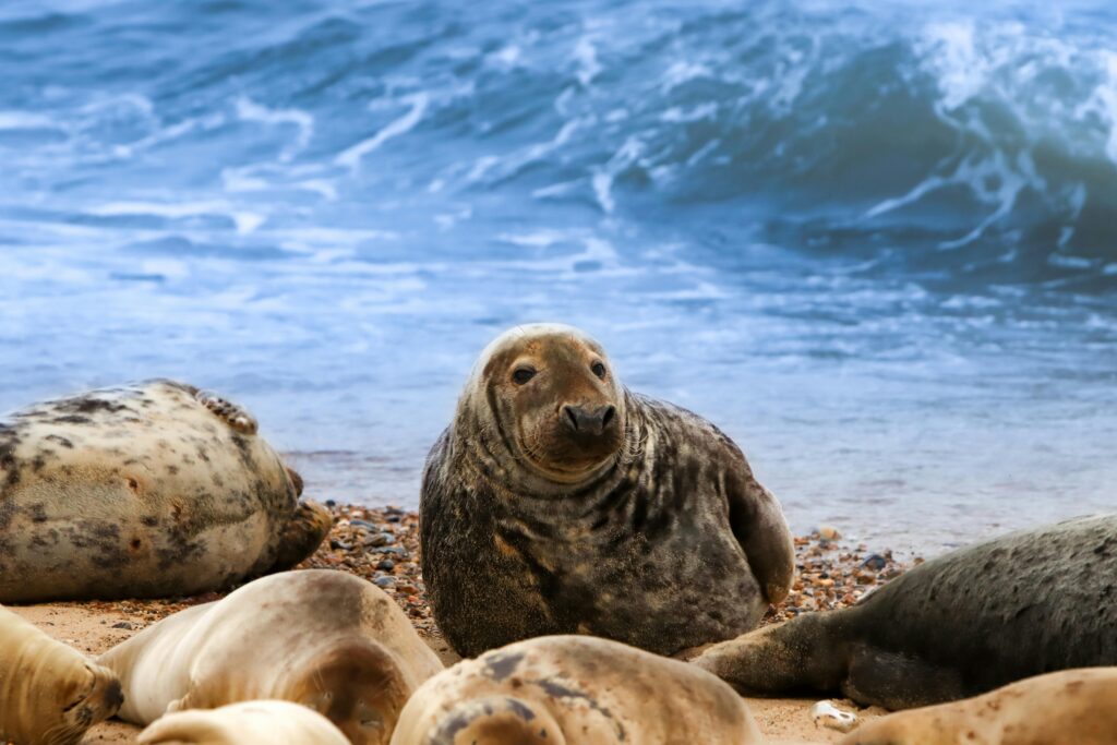 Group of seals lounging on an English beach with waves in the background.
