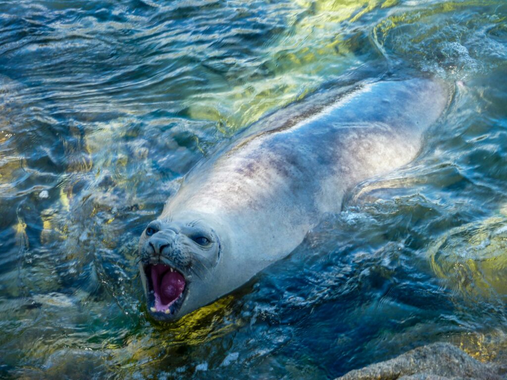 Photograph of a wild seal with its mouth open, swimming in clear sea water. Captured in natural habitat.