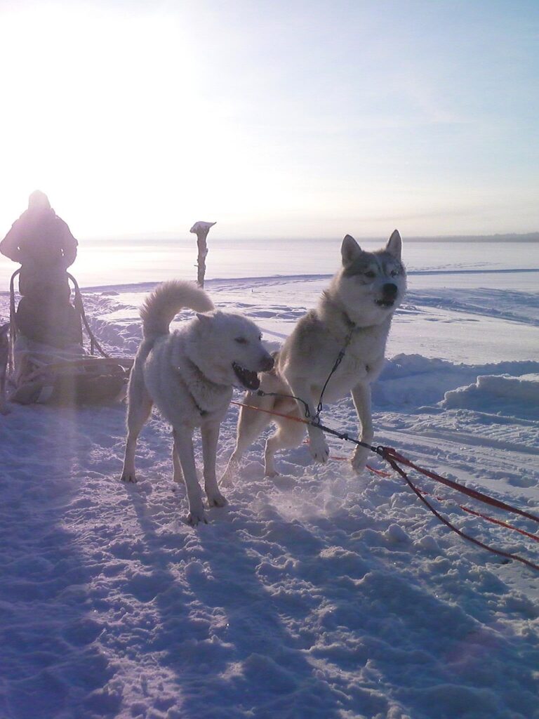 siberian, husky, dog, sledding, snow, alaska, animal, canine, pet, nature, sport, breed, mammal, activity, pedigreed, doggy, domestic, running, active, race, harness, speed, competition, arctic, fast, frozen, teamwork