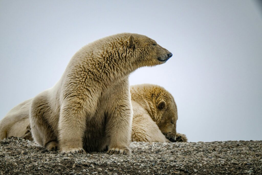 Close-up of two polar bears resting on rocky ground, showcasing their majestic nature in the wilderness.