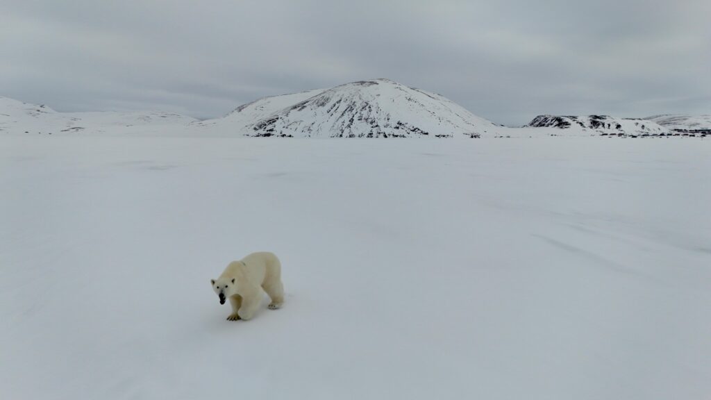 A lone polar bear traverses a vast snowy expanse with distant icy hills.