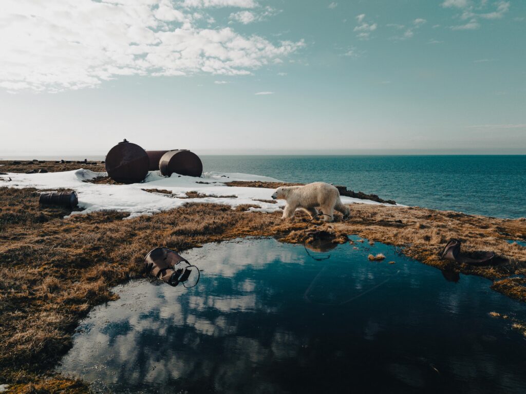 Polar bear explores an arctic shore with rusted barrels and snow patches, reflecting environmental concerns.
