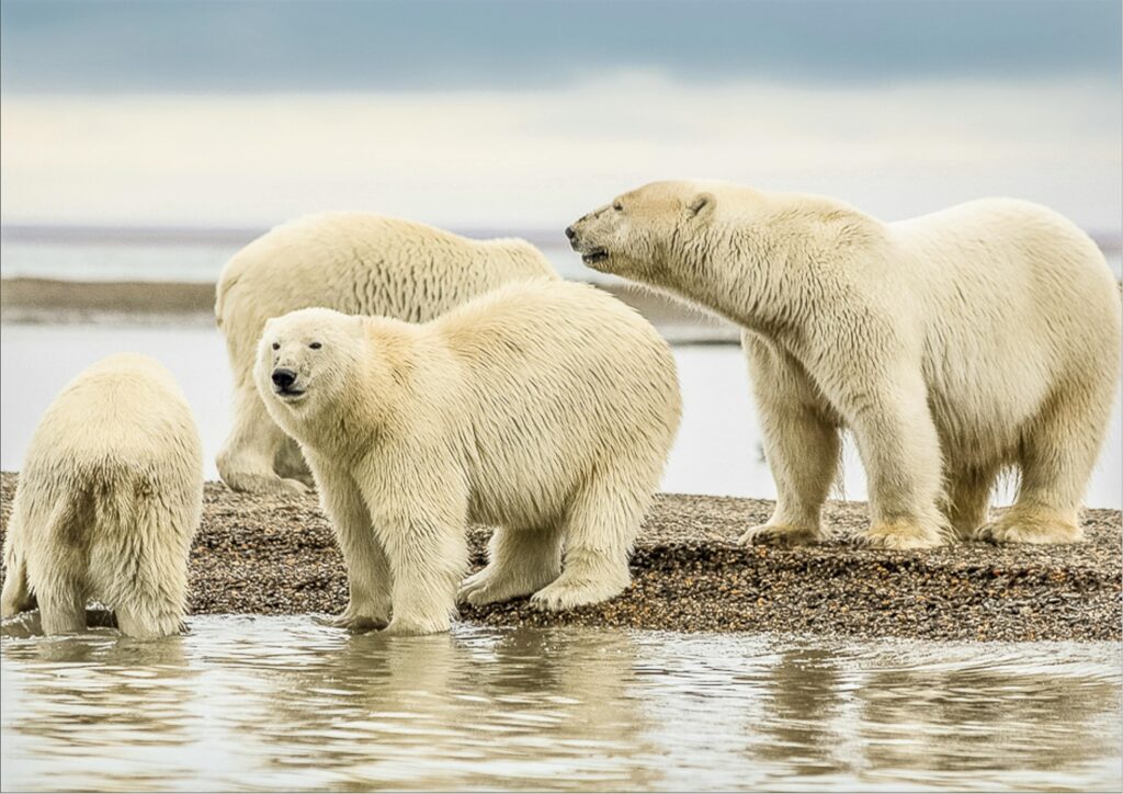 Group of polar bears along Alaskan shoreline showcasing wildlife in Arctic spring.