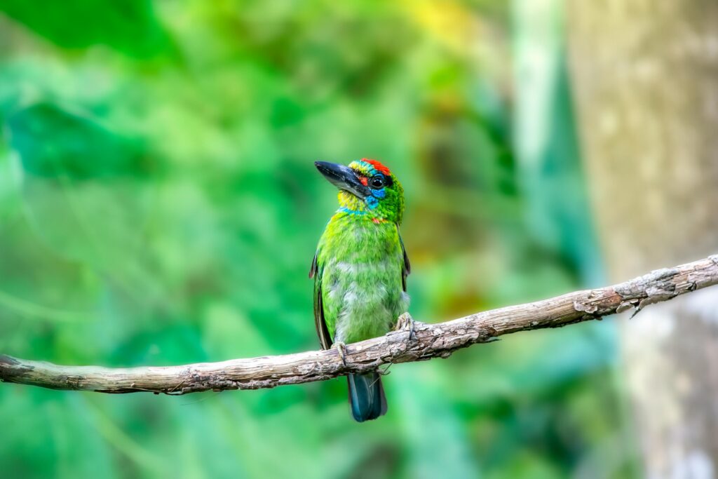 Vibrant red-throated barbet sitting on a tree branch with a blurred green background.