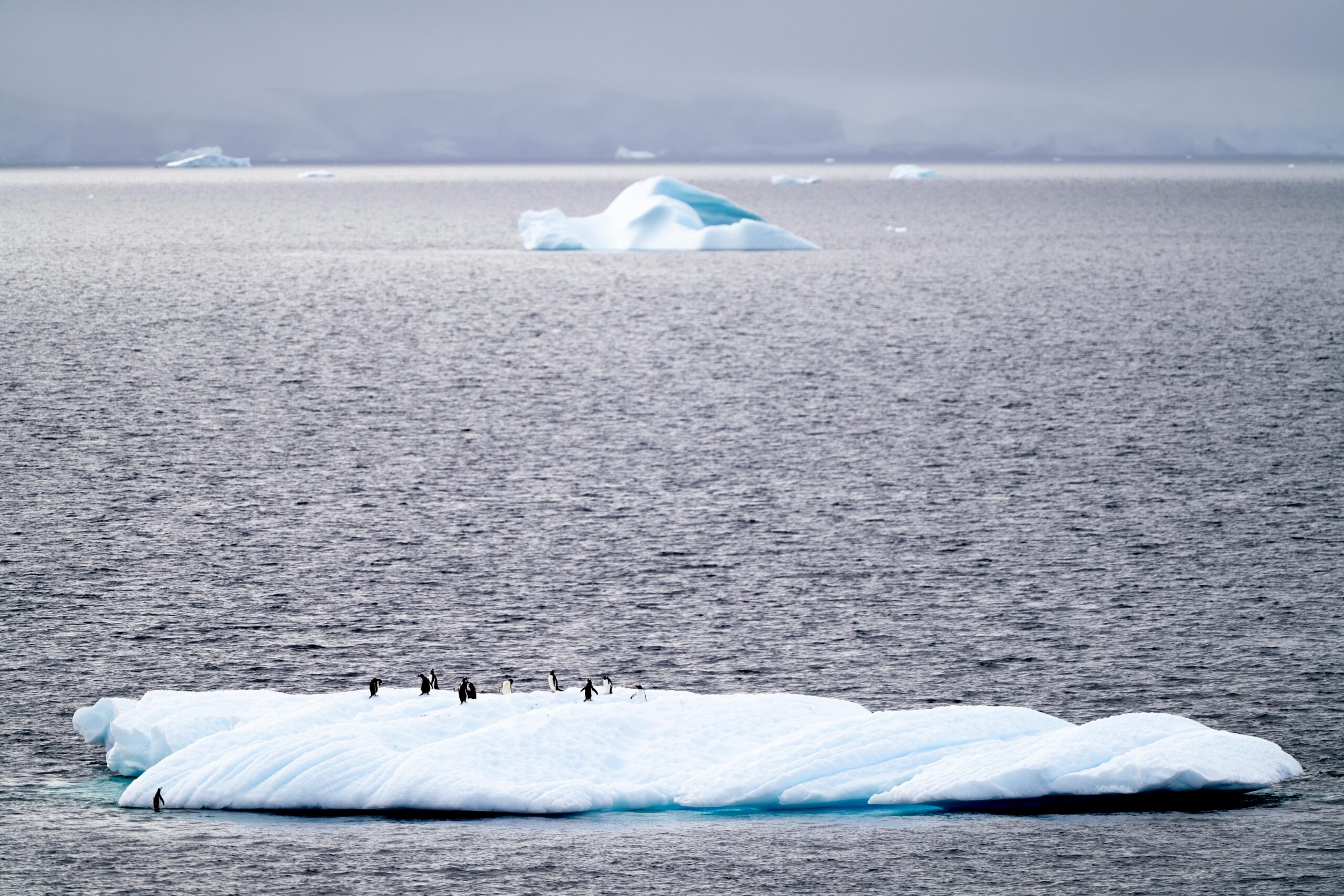 A serene capture of penguins on an iceberg amidst the vast Arctic ocean.