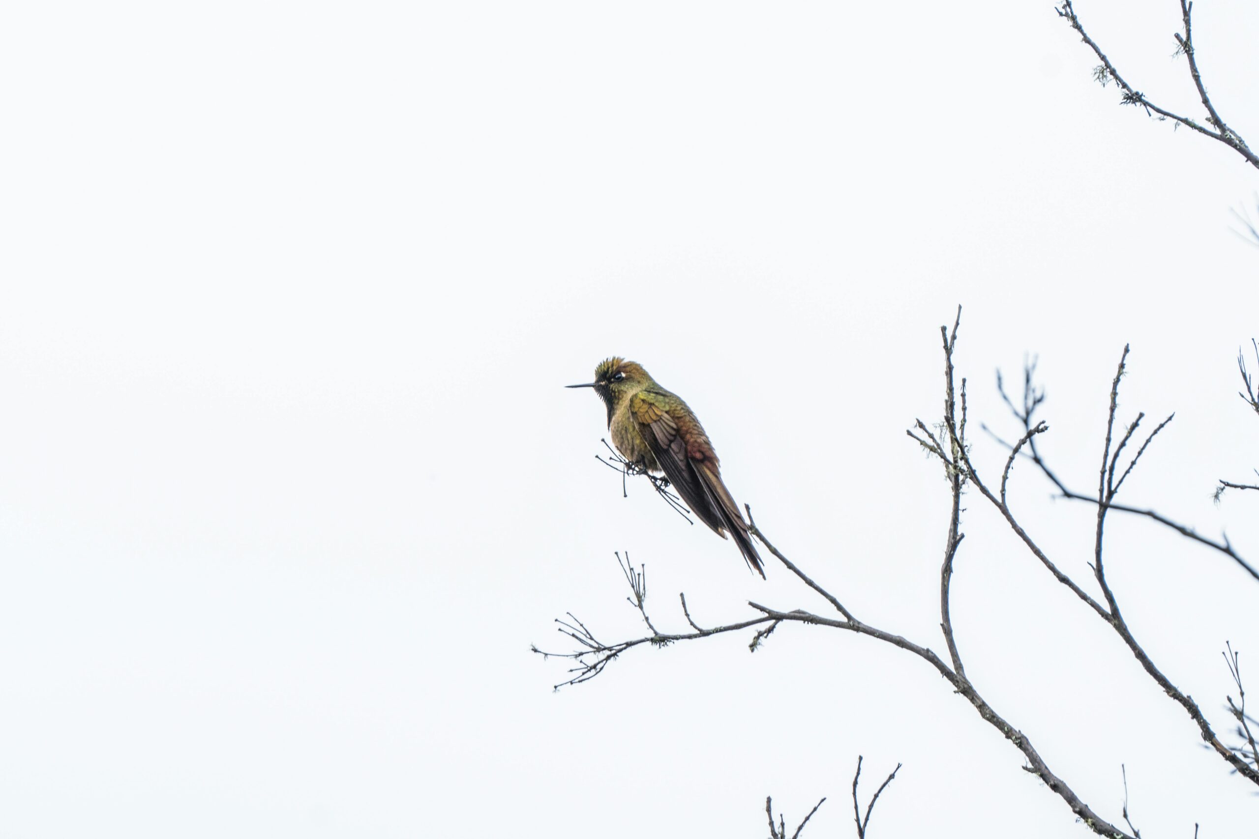 A hummingbird rests on a bare branch against a clear sky in Guasca, Colombia.