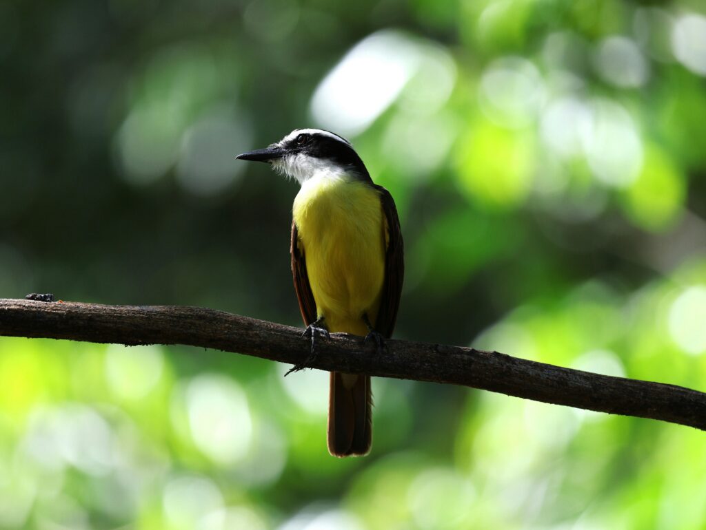 A vibrant Great Kiskadee bird perched on a branch in a lush tropical forest.