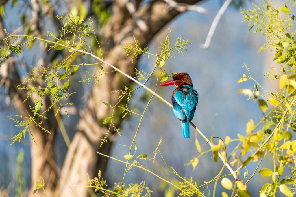 A vibrant White-Throated Kingfisher (Halcyon smyrnensis) perched amidst lush greenery in Khijadia Bird Sanctuary, Jamnagar.