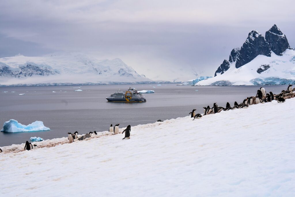 Penguins gather on snowy Antarctic coast with a cruise ship on icy waters.