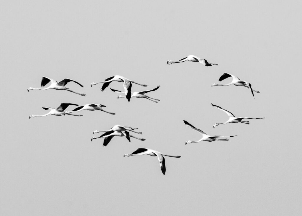 Black and white photo capturing a flock of flamingos gracefully flying in formation.