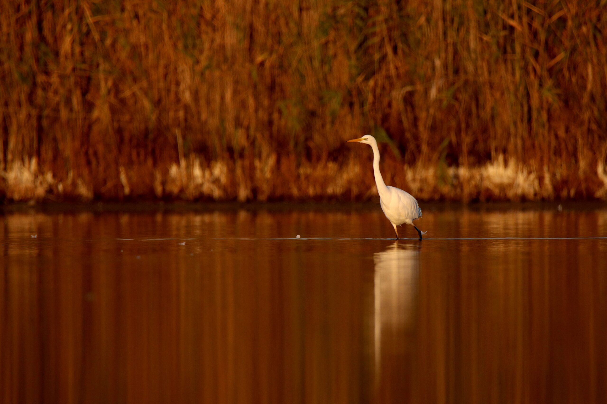Elegant white heron wading in Velence Lake's serene waters at sunset, showcasing stunning wildlife photography.