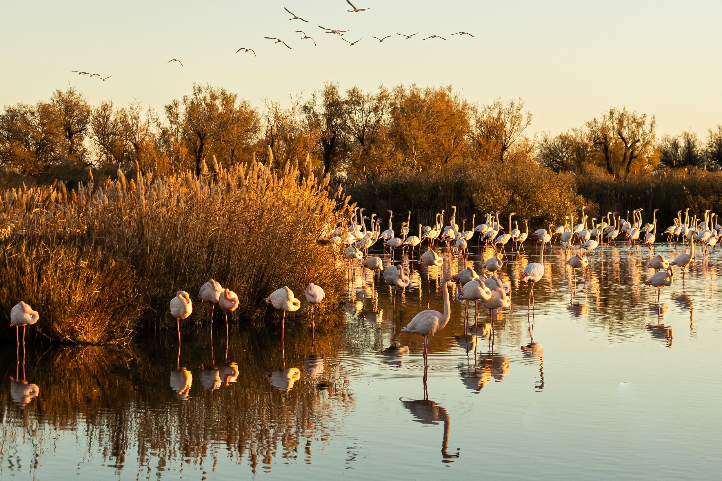 Majestic flamingos wading in the Camargue marshes at sunset, showcasing natural beauty and biodiversity.