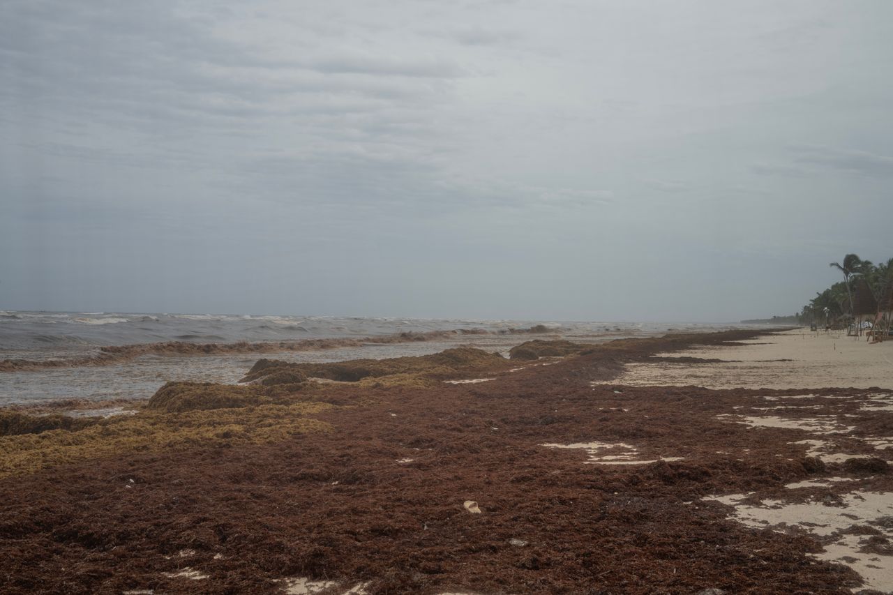 A tranquil beach scene with seaweed along the shoreline under a cloudy sky.