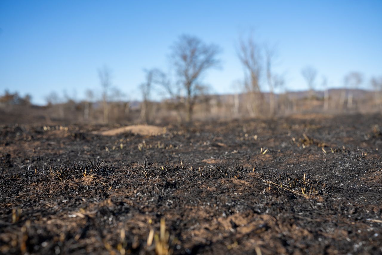 A barren field in West Newton, MN, with charred ground and trees after a wildfire.