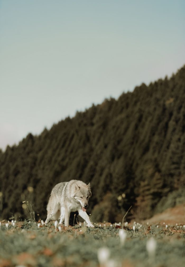A lone gray wolf walks across a scenic mountain meadow under a clear sky.