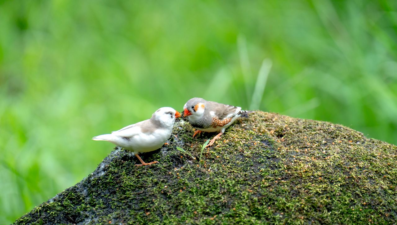 Two zebra finches perched on a mossy rock, displaying social interaction in a lush green setting.