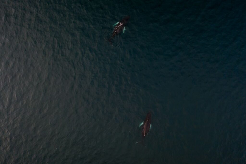 Drone shot capturing two humpback whales swimming in dark ocean waters.